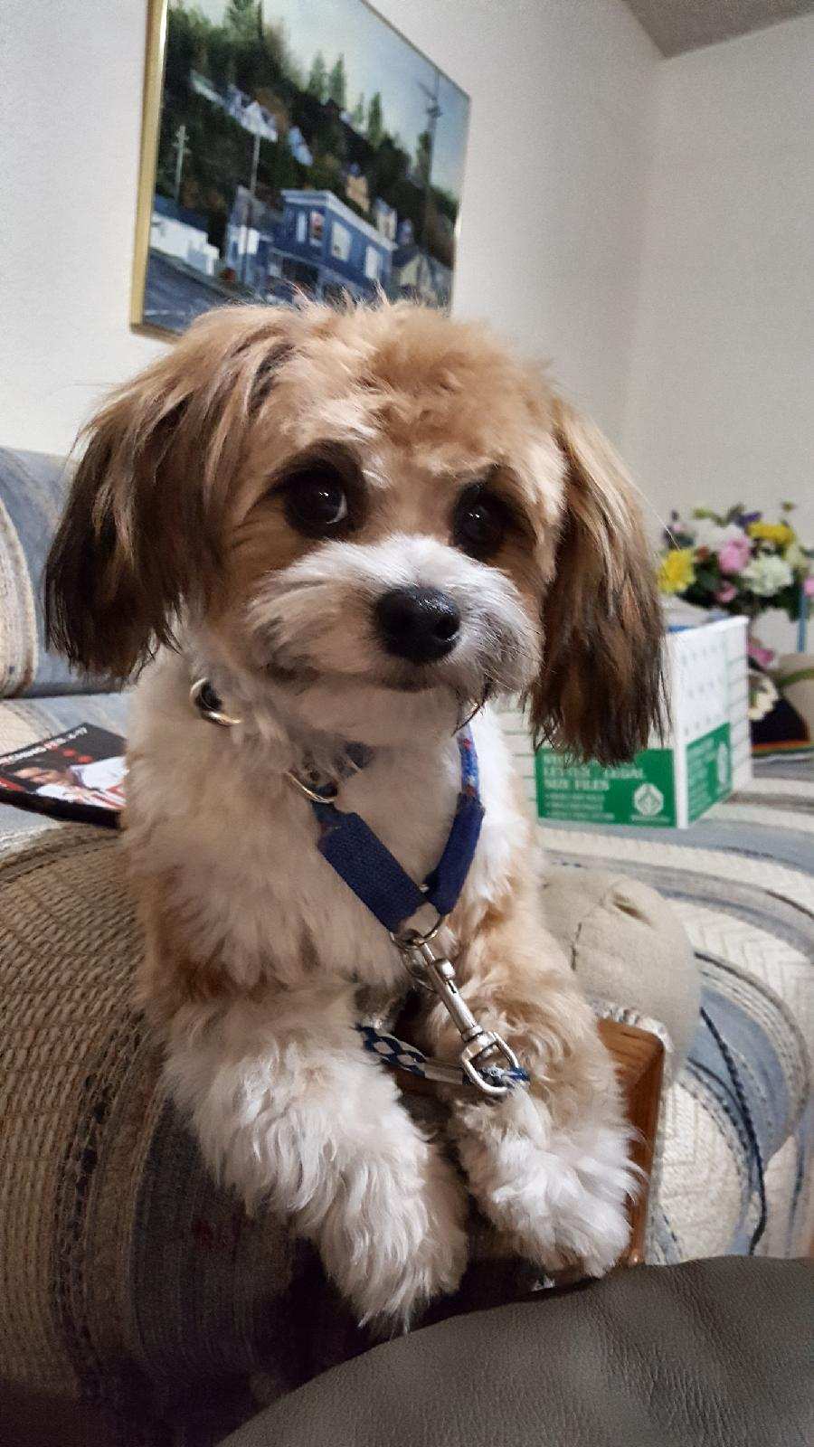mini aussie maltese mix