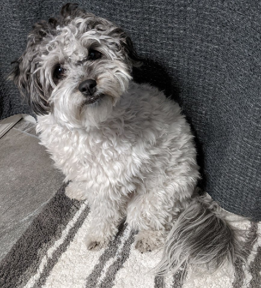 mini aussie maltese mix