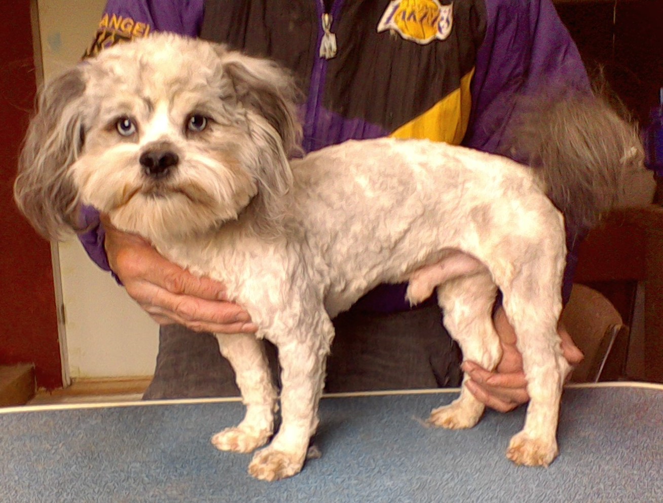 aussie maltese